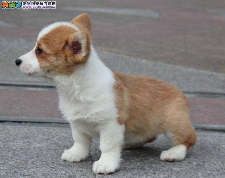 柯基犬乱吃东西拉肚子了 求治疗方法