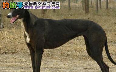 护理一日一页 怎样护理让格力犬的脚部远离伤害