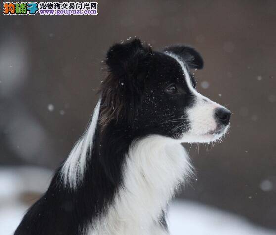 贴心的爱护 边境牧羊犬发情期的护理工作