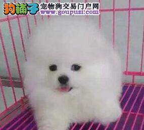 最近博美犬吃什么吐什么是怎么了