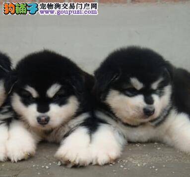 怎么给阿拉斯加犬驱虫是一门学问