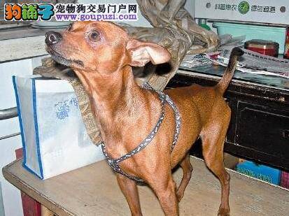 为一只棕色鹿犬寻找主人