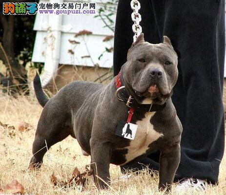 牙齿保卫战 给比特犬实施拔牙手术的几个步骤