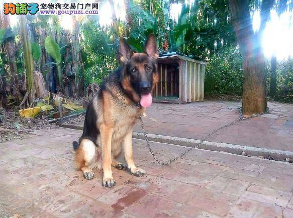 男子独居病死家中 竟遭昔日收养流浪狗啃食