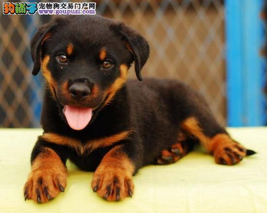 科学饲养如何照顾年幼的罗威纳犬