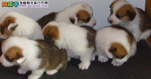 请问一下如何照顾40多天的柯基犬