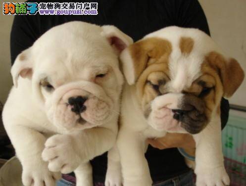 斗牛犬最近口吐黄色的液体没事吧