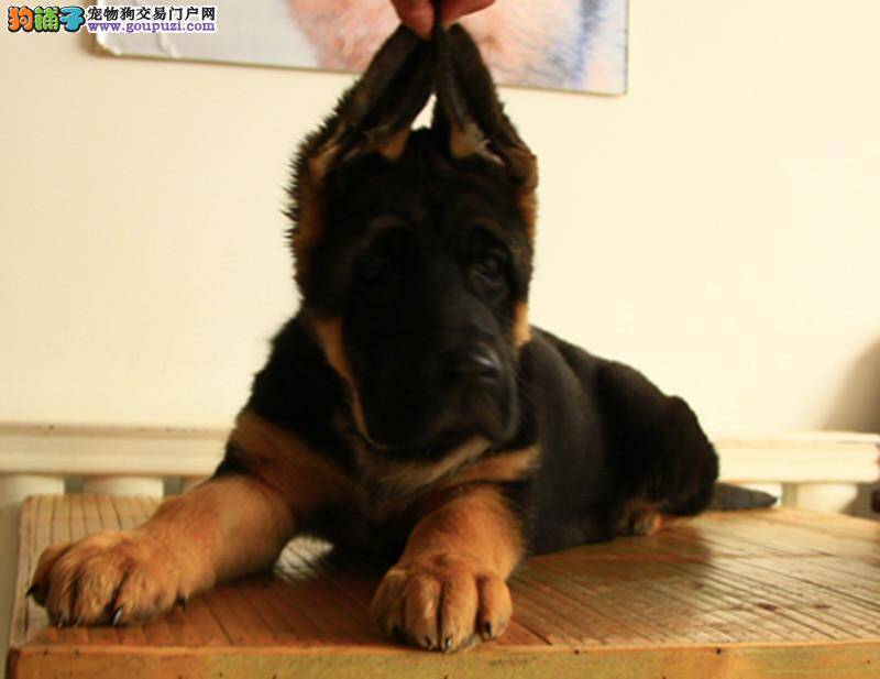 狼狗配种后吐了是怎么回事