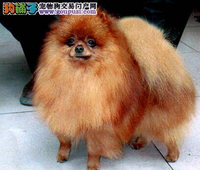 影响博美犬掉毛的因素和预防掉毛的措施有哪些