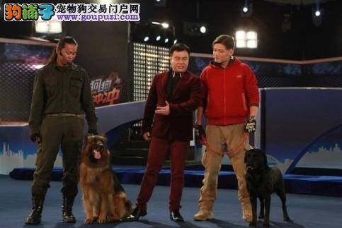 杭州养犬年检分时段进行 爱狗人士别错过