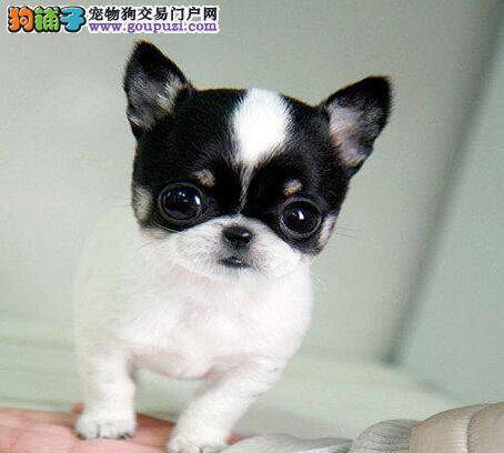 吉娃娃又拉又吐只喝水是什么问题