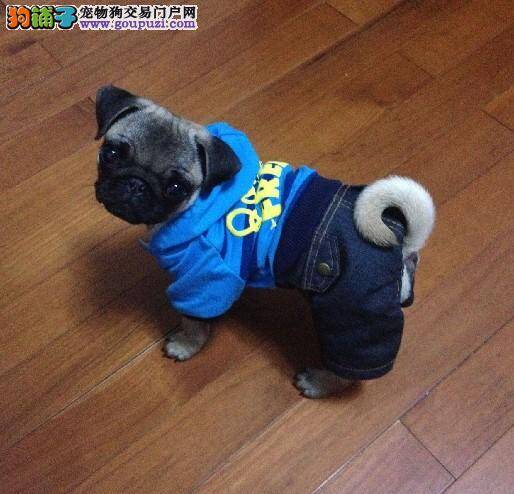 巴哥犬不爱吃狗粮怎么办