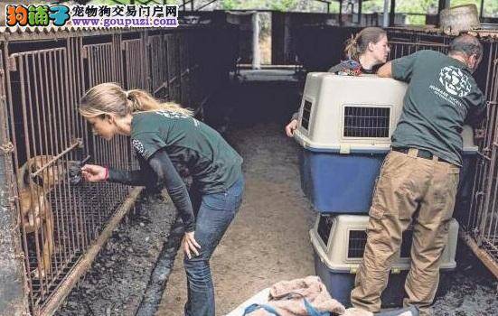 韩国人爱吃狗肉 美动物协会频频出手解救狗