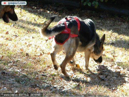 鞭炮气味让狗找不着北两条金毛犬小区内迷路