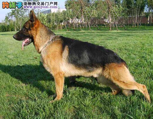 掌握护理7个窍门 让你变成德国牧羊犬的美容师