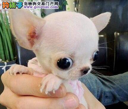 三个月的吉娃娃吃点食物就拉稀是为什么