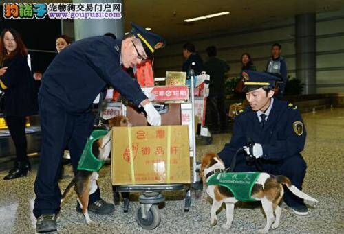 山西检疫局引进检疫犬提高防控能力