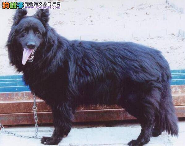 狗爸狗妈应早知道的比利时牧羊犬发情期的特点