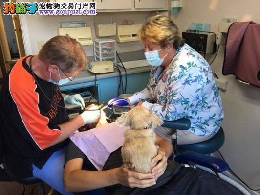 无齿老狗狗当牙医助理！趴在患者腿上温暖安抚