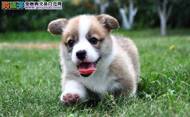 柯基犬视力下降，要警惕糖尿病
