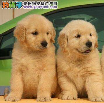如何训练狗狗待在笼内？