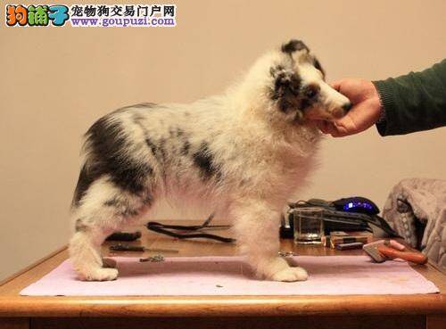 喜乐蒂犬吃什么吐什么应如何医治