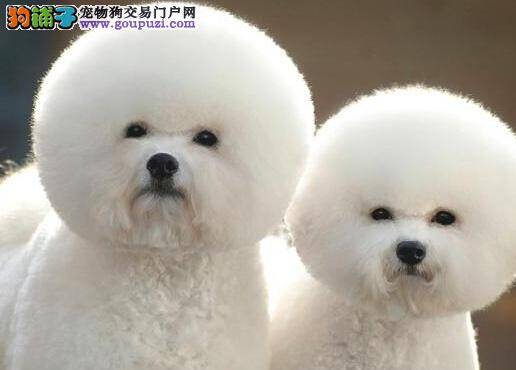 处罚狗狗方法需得当 纠正比熊犬不良习惯的重要方法