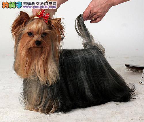 约克夏最近瘦的厉害是为什么