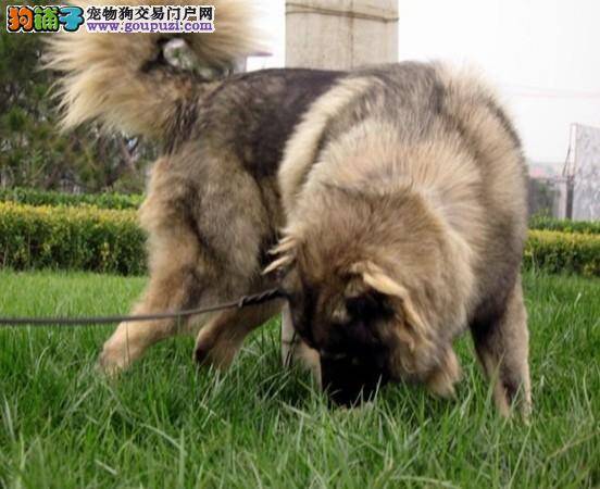 高加索犬幼犬的挑选工作怎样能做好