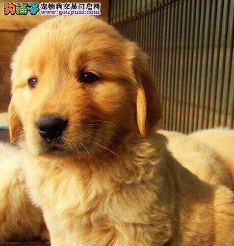 金毛犬什么时候注射疫苗及应注意哪些事项