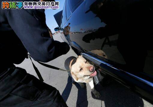 北京15只搜爆犬奔赴南京负责政协会议安保工作