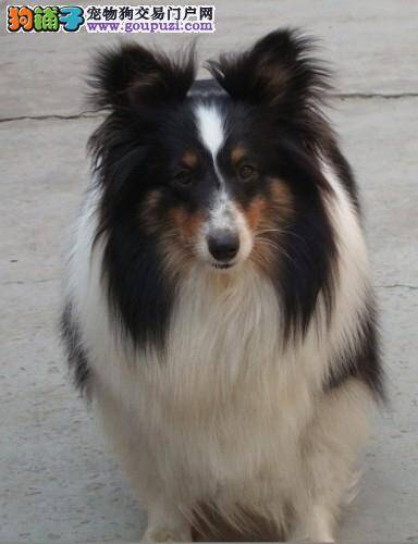 如何让喜乐蒂犬安全坐车