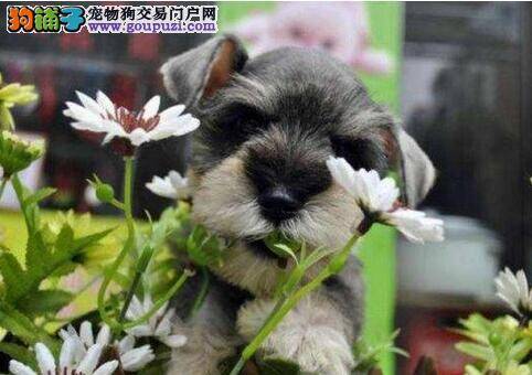 雪纳瑞疫苗后什么时候可以洗澡