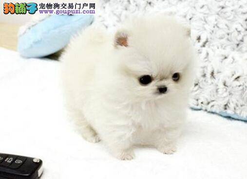 博美犬晚上总干咳，干呕是为什么