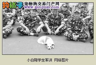 南京大学“最萌小军狗”在学生军训期间全程陪伴