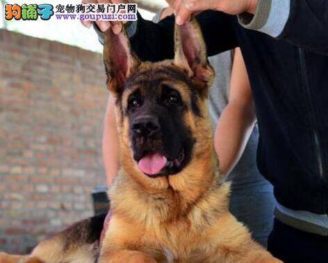 睡眠对德国牧羊犬身体的重要意义