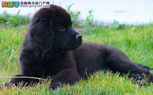 纽芬兰犬也爱美 纽芬兰美容注意事项