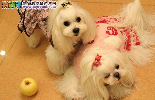 全方案饲养秘笈 马尔济斯犬使用沐浴露要注意哪些