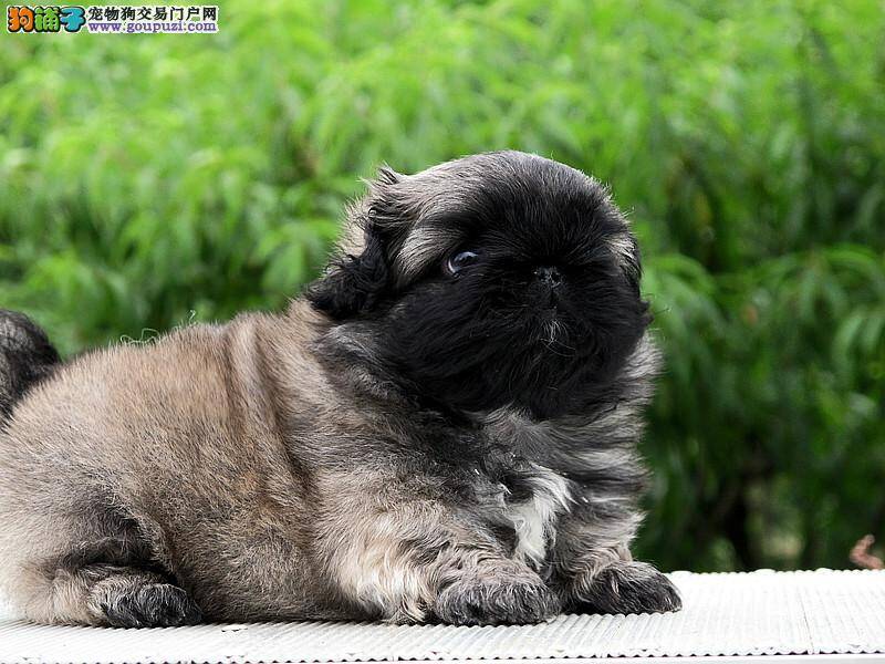 我家京巴犬患上皮肤病，脱毛如何是好