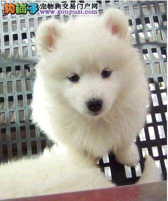 八个月的银狐犬一天应该吃几顿饭