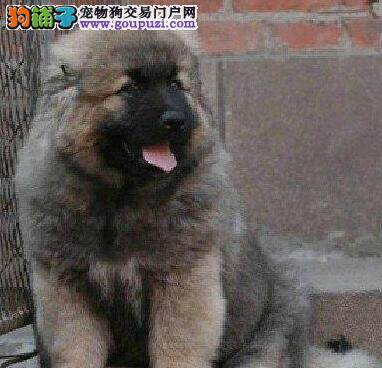 高加索犬身上长很多皮屑是什么情况