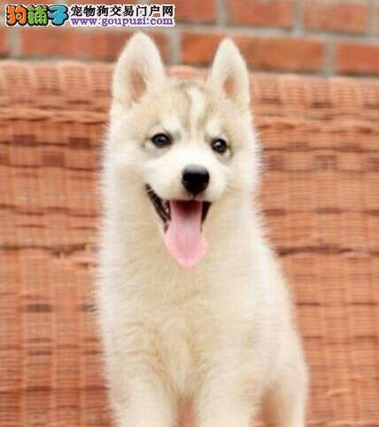 哈士奇生活中到底可不可以喝牛奶