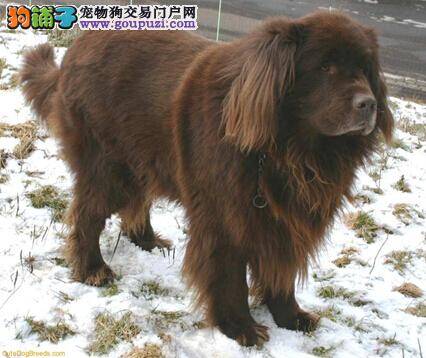 特殊照顾怀孕犬 怎样做好纽芬兰犬孕期的管理工作