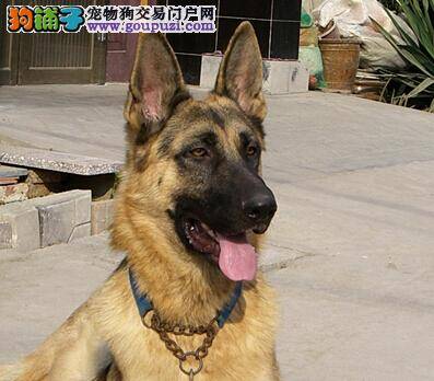 跳蚤问题不容小视 狼狗身上的跳蚤如何能驱除干净