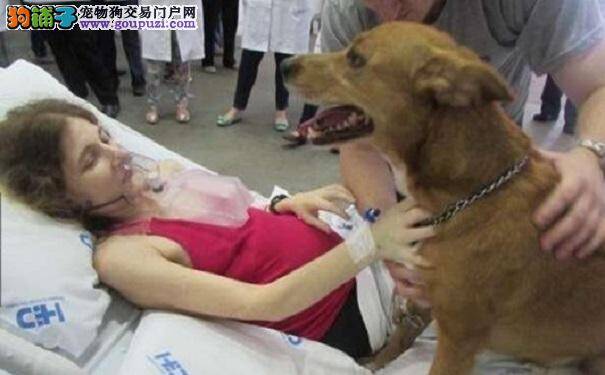 主人晕倒从狗的反应来看狗对人的忠诚