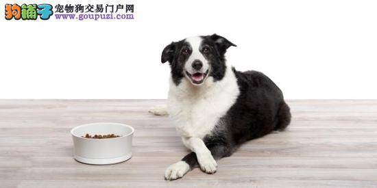 正确喂狗五不做，新手铲屎官必读！