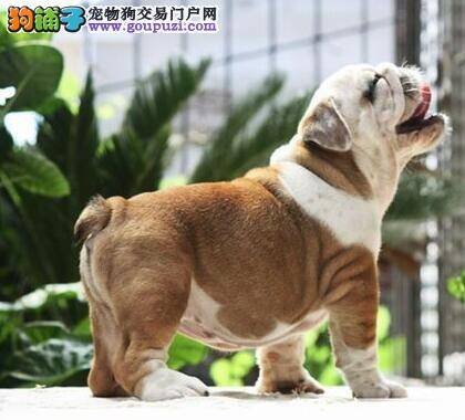 怎样让斗牛犬在季节变换的时候远离肺炎