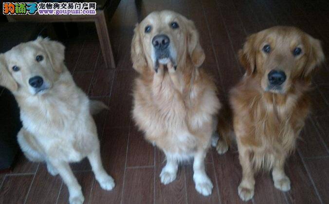 金毛嫉妒心强怎么办 金毛犬也会嫉妒