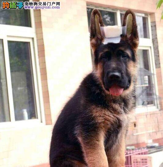 德国牧羊犬刚打完第一针疫苗需要注意什么