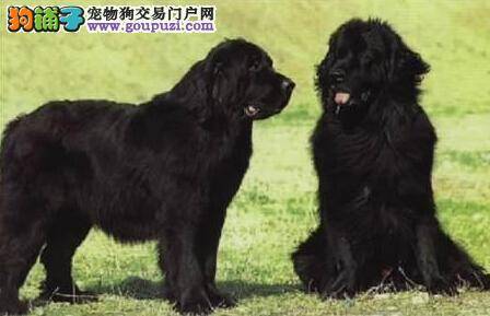 巧克力美味不可多吃 谈谈巧克力对纽芬兰犬的危害